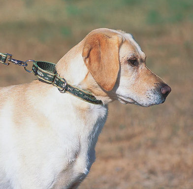 Large dog brooktrout dog collar