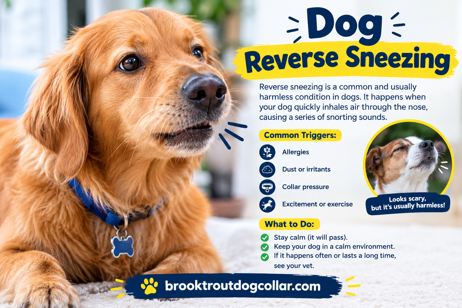 Dog Reverse Coughing and Sneezing: Causes, Symptoms, Treatment and When to Worry