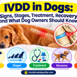 IVDD in Dogs Signs, Stages, Treatment, Recovery and What Dog Owners Should Know