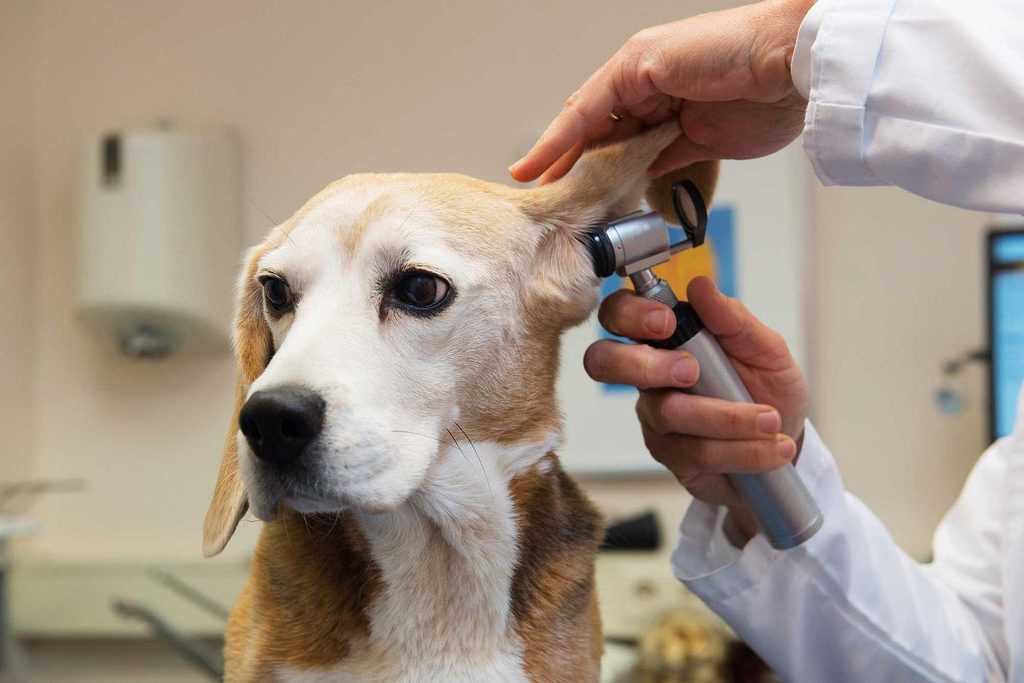 Image showing Dog Ear Infection treatment.