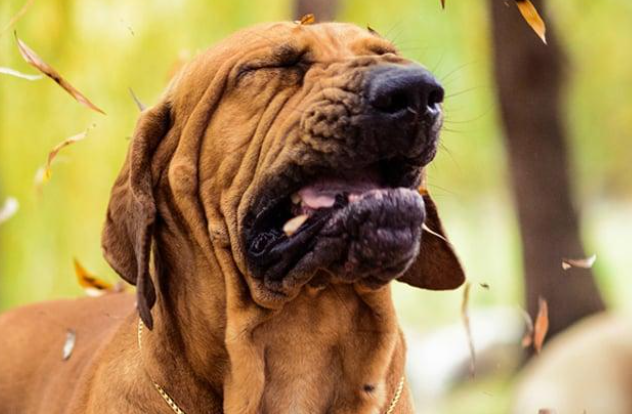 Dogs Ordinary Sneezing