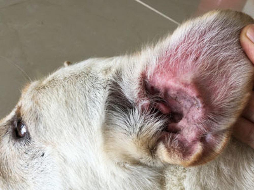 Picture showing signs of Dog Ear Infection